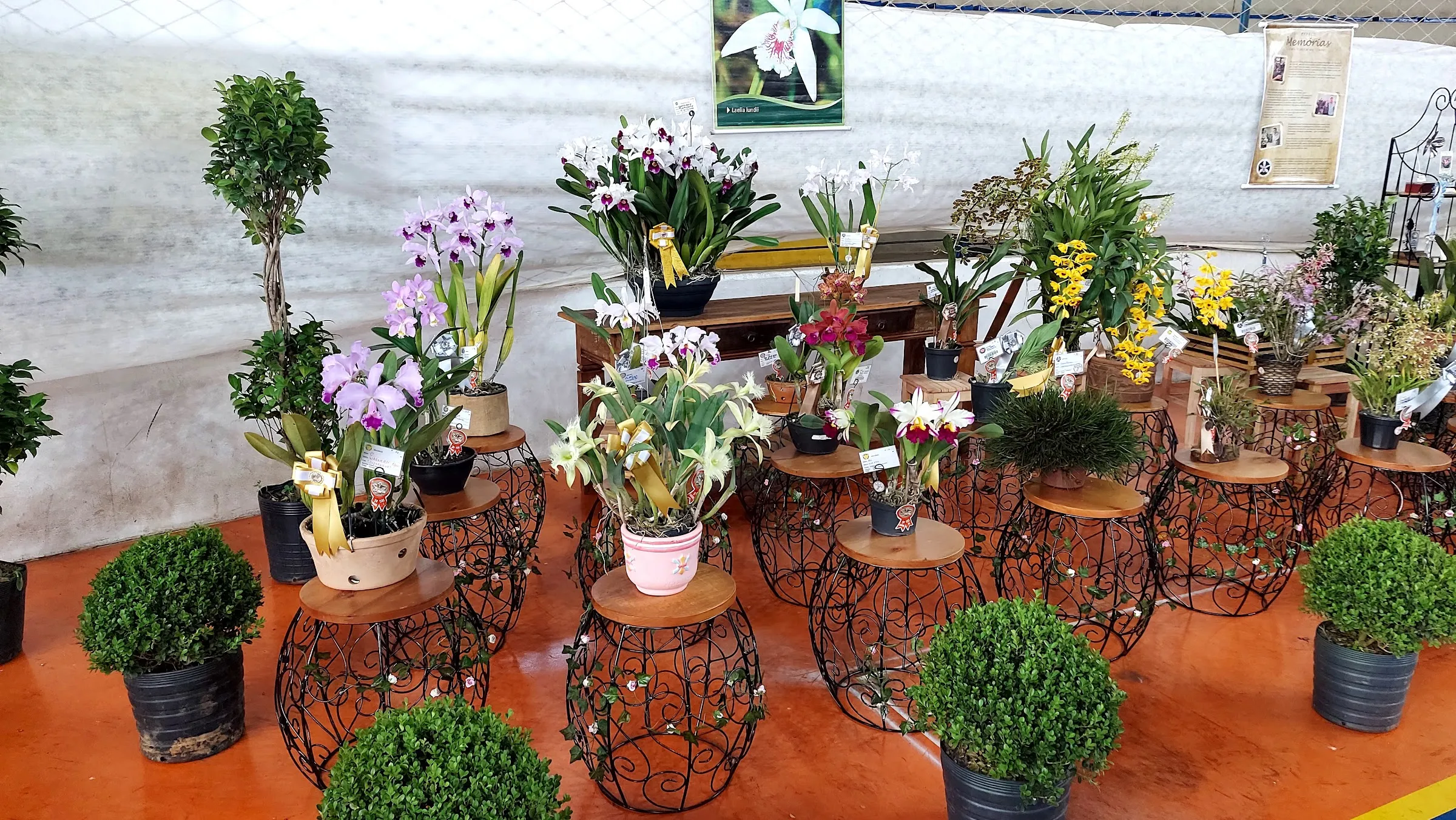 Orquídeas expostas em edição anterior da Exposição Nacional de Orquídeas de Botucatu (foto 1)