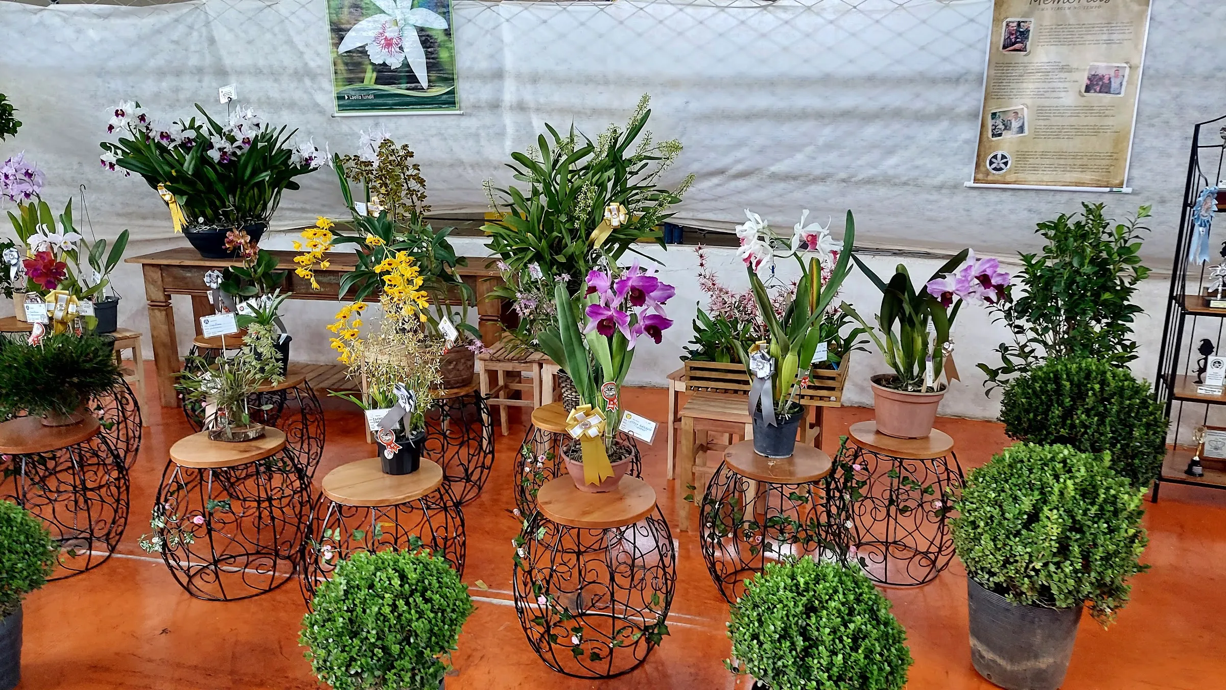 Orquídeas expostas em edição anterior da Exposição Nacional de Orquídeas de Botucatu (foto 2)